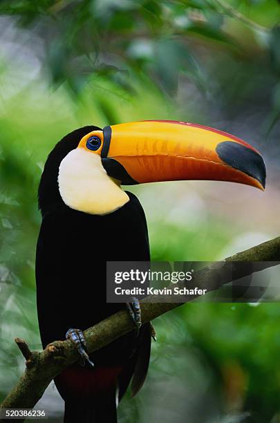 toco toucan - iguacu falls stock pictures, royalty-free photos & images