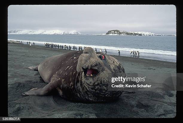 southern elephant seal - inselgruppe south sandwich islands stock-fotos und bilder