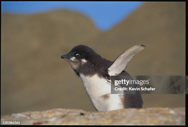adelie penguin - galapagos penguin fotografías e imágenes de stock