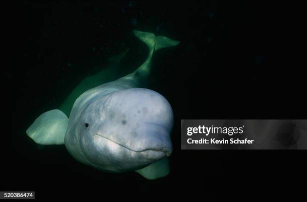 beluga whale - beluga whale stock pictures, royalty-free photos & images