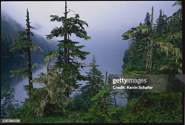 hemlocks along beartrap bay - hemlock tree fotografías e imágenes de stock