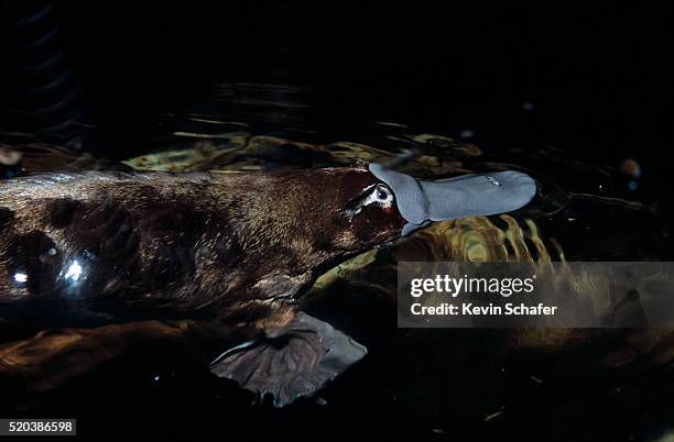 swimming platypus - duck billed platypus fotografías e imágenes de stock
