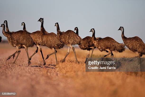 grown emu chick walking with family group - emu stock-fotos und bilder