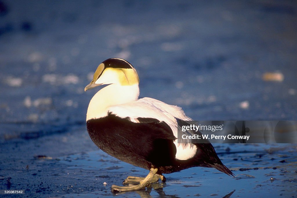 Common Eider on Ice