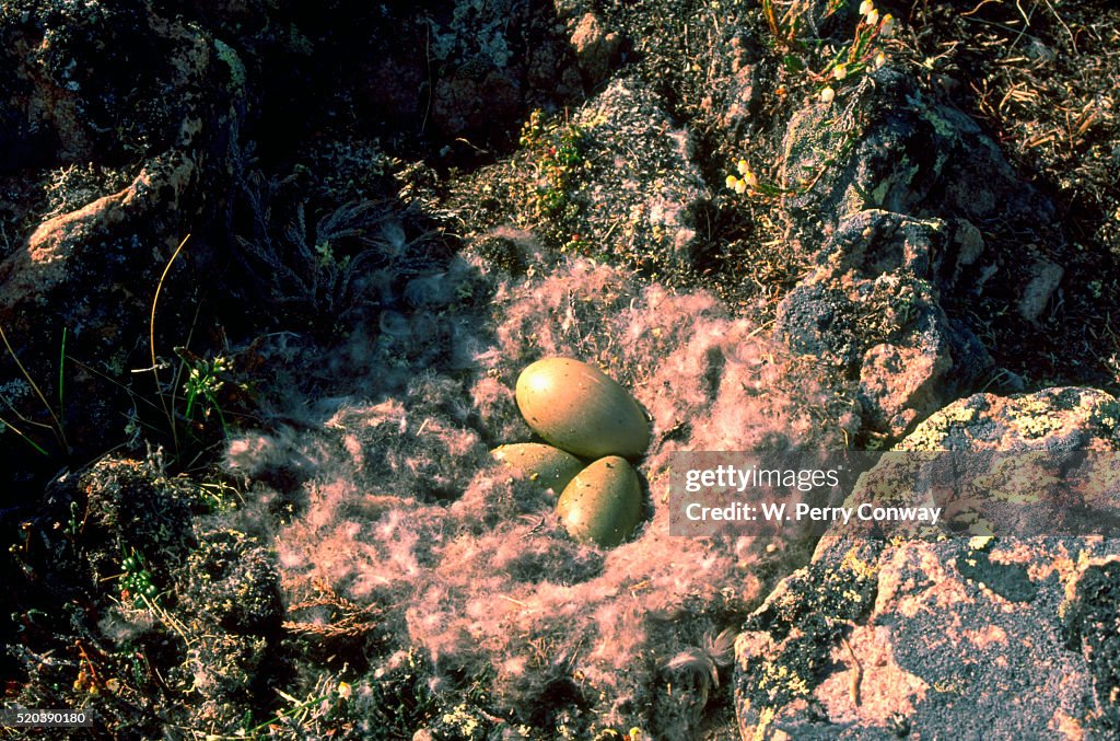 Common Eider Nest