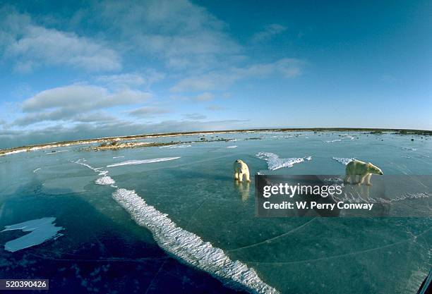 polar bears on ice - hudson bay stock pictures, royalty-free photos & images
