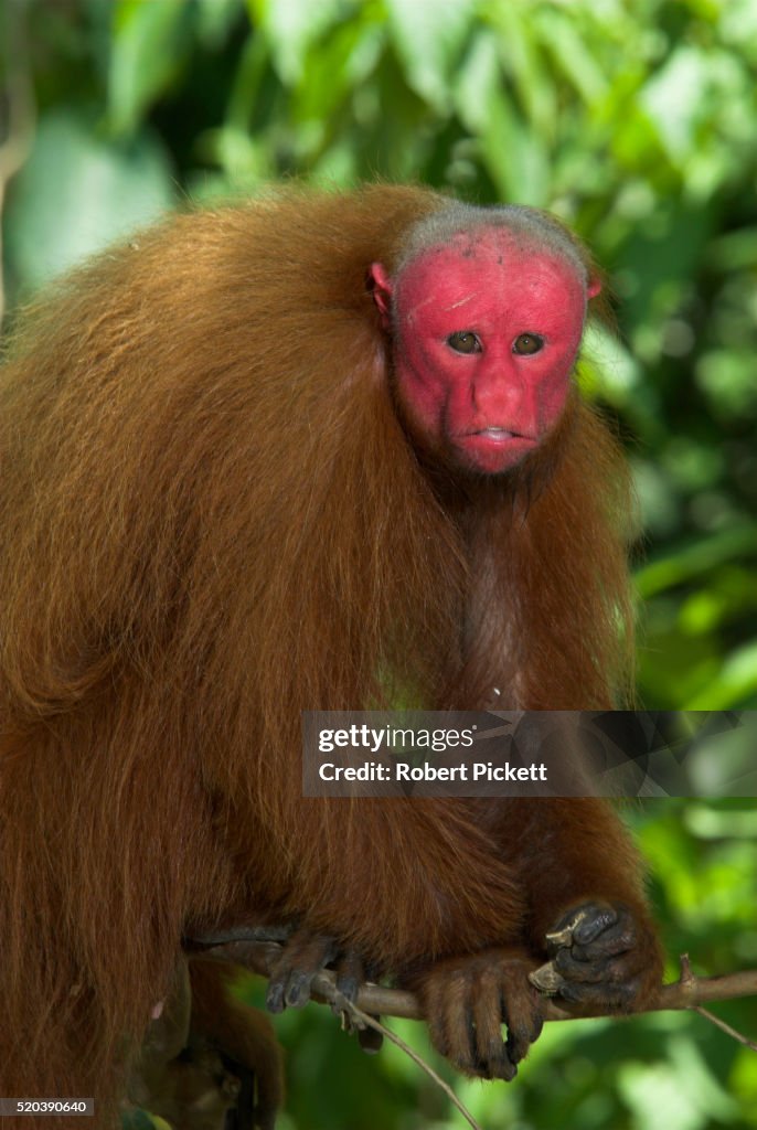 Bald Uakari