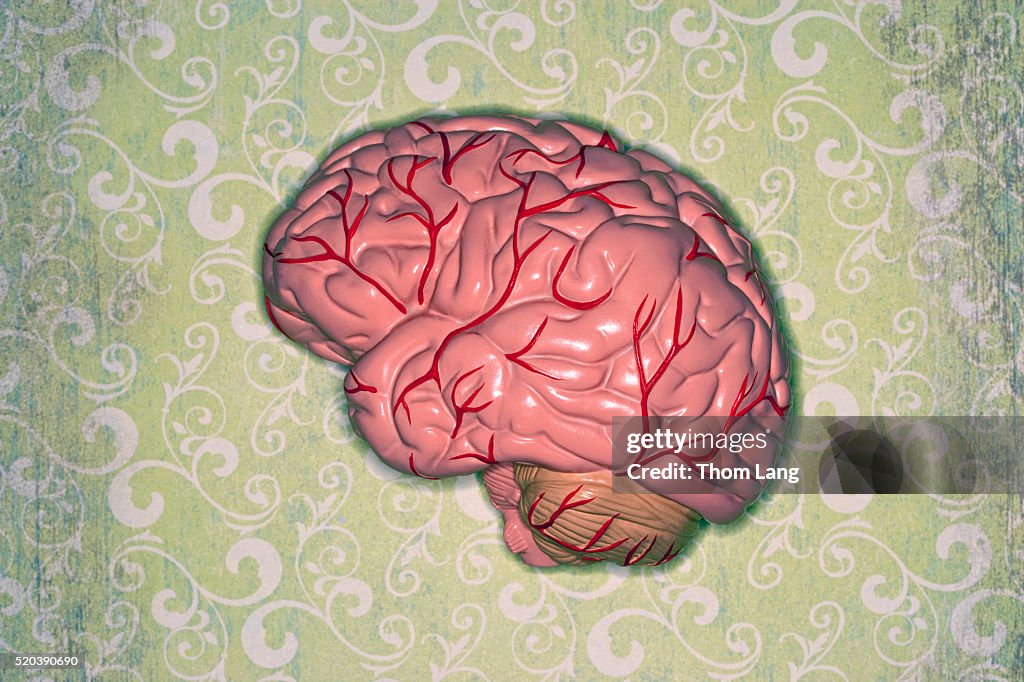 An anatomical model of the human brain on a green patterned wallpaper background