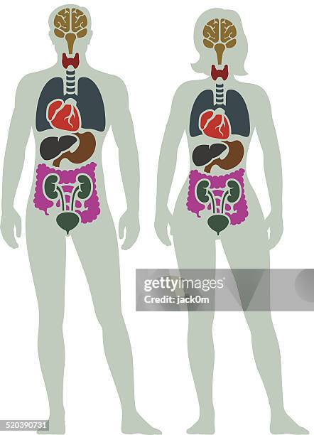 bildbanksillustrationer, clip art samt tecknat material och ikoner med human internal organ diagram - people with both male and female organs