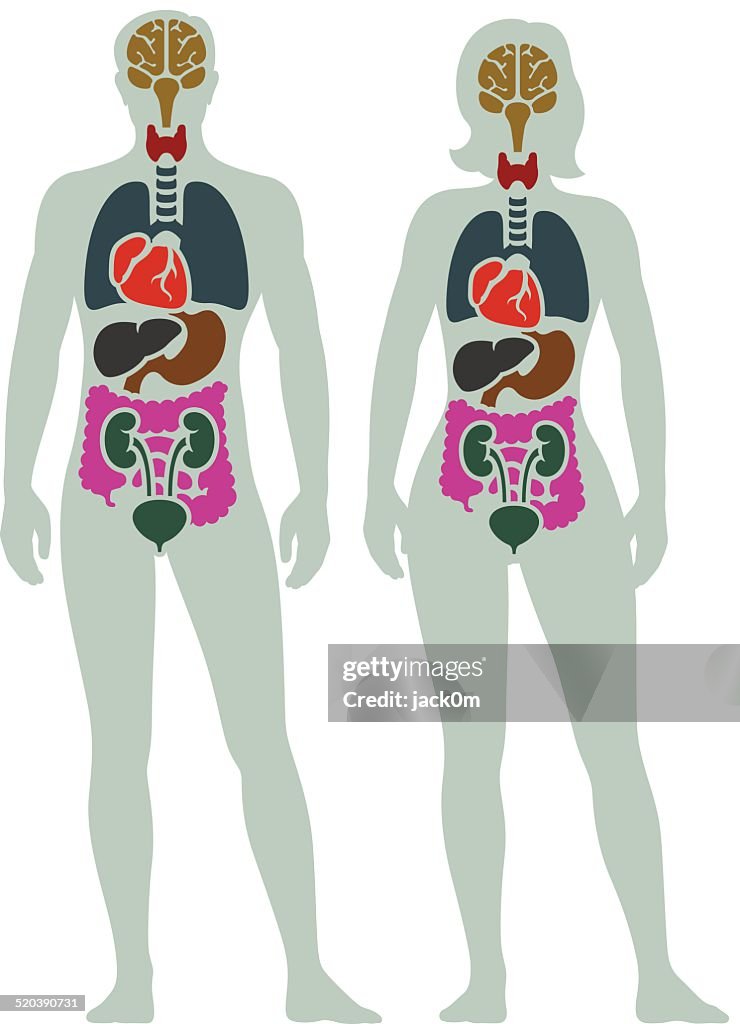 Human Internal Organ Diagram High-Res Vector Graphic - Getty Images