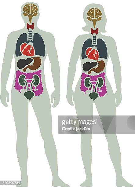 human internal organ diagram - human internal organ stock illustrations