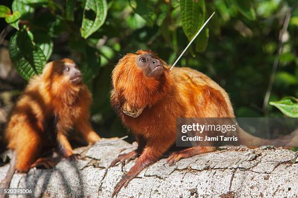 a golden lion tamarin wearing a radio collar - espèces menacées photos et images de collection