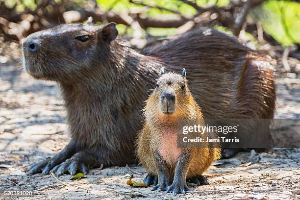 a mother and young capybara sitting in the shade - capybara ストックフォトと画像