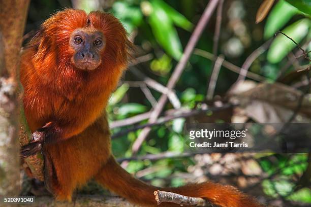 close-up portrait of golden lion tamarin making the long call to his family - threatened species stock pictures, royalty-free photos & images