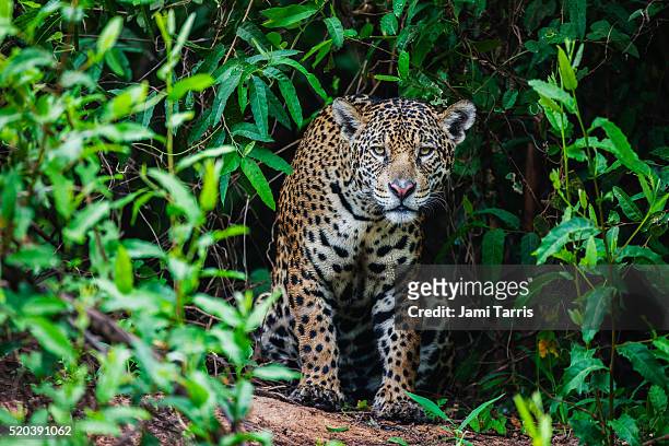a wild jaguar hunting in the pantanal appears out of thick vegetation - pantanal stockfoto's en -beelden