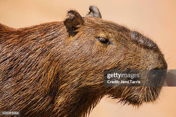 a close-up portrait of a male capybara and his scent gland - capybara stock pictures, royalty-free photos & images