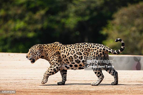 a wild jaguar in the pantanal walking on a river bank, - fauve photos et images de collection