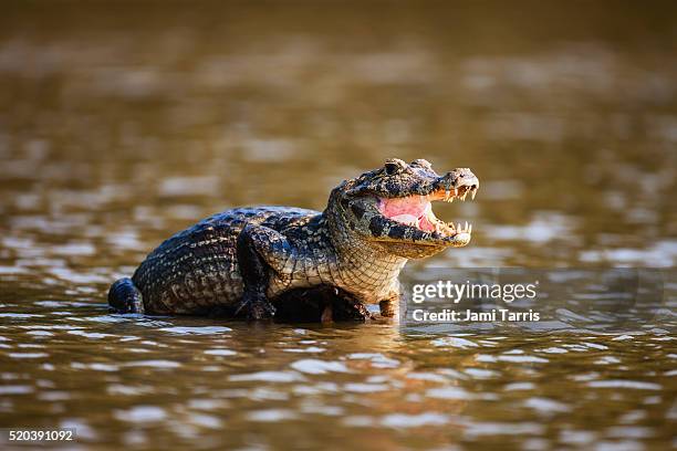 a caiman sunning on a large rock in a lagoon to thermoregulate its body temperature - kaaiman stockfoto's en -beelden