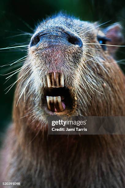 a close-up portrait of a female capybara yawning - capybara ストックフォトと画像