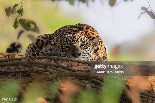 a wild jaguar in the pantanal, eye contact - felino grande fotografías e imágenes de stock