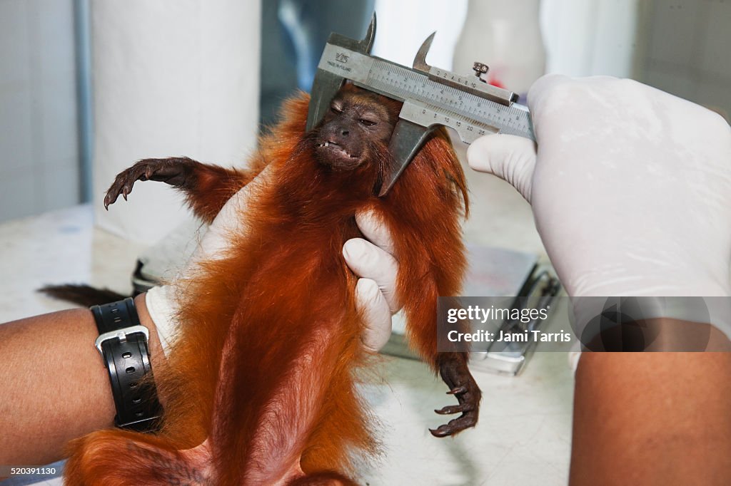 A tranquilized golden lion tamarin is inspected, weighed, and measured in the lab by a research biol