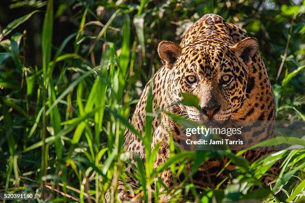 a wild jaguar in the pantanal is watchful while laying in thick vegetation along the river bank of t - jaguar bildbanksfoton och bilder