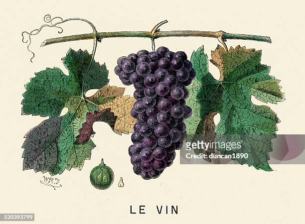 illustrations, cliparts, dessins animés et icônes de raisins de vin - grappe de raisin