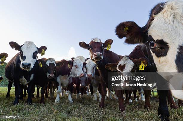 beef cattle, north island, new zealand - new zealand cow foto e immagini stock