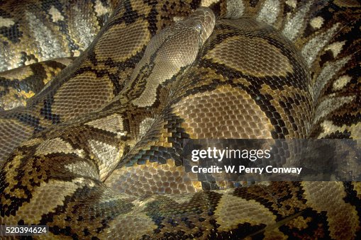 Reticulated Python Reticulated Python
