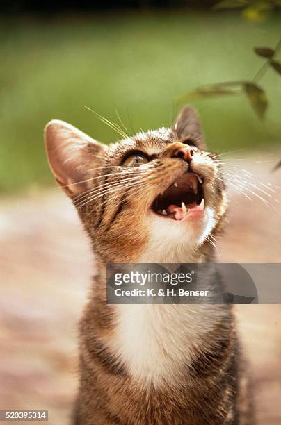 cat stubbornly meowing outdoors - miauwen stockfoto's en -beelden