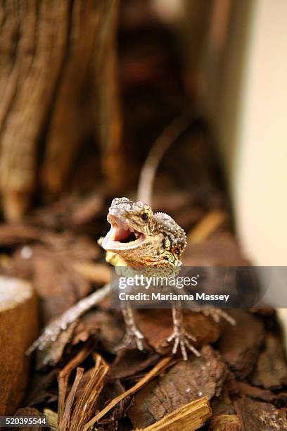 frill-necked lizard - clamidosaurio de king fotografías e imágenes de stock