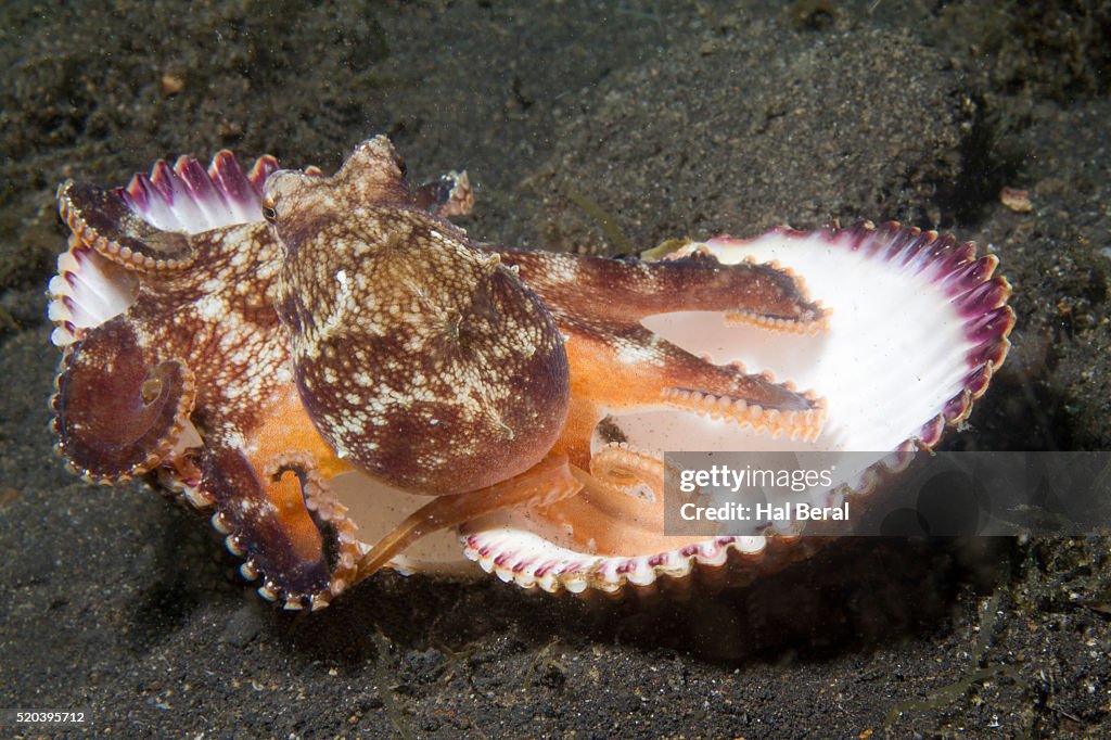 Shell Octupos Router Coconut Shell Octopus High-Res Stock Photo - Getty Images