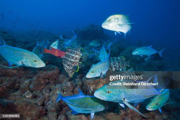 bluefin trevally (caranx melampygus) and leather bass (dermatolepis dermatolepis) - bluefin trevally stock pictures, royalty-free photos & images