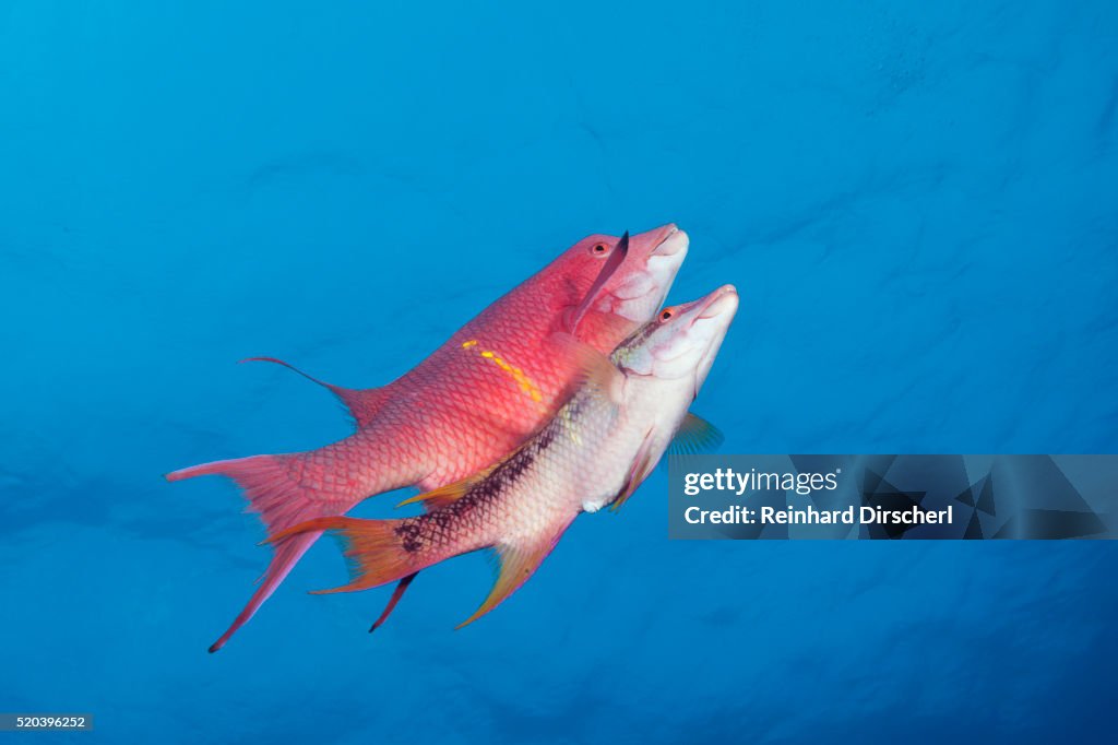 Mexican Hogfish (Bodianus diplotaenia)