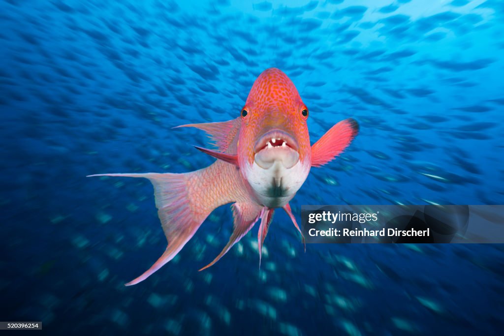 Mexican Hogfish (Bodianus diplotaenia)