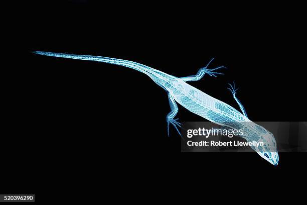 33,730 Animal X Photos and Premium High Res Pictures - Getty Images 33,730 Animal X Photos and Premium High Res Pictures - Getty Images