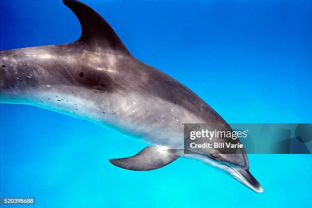 atlantic spotted dolphin - atlantic spotted dolphin stock pictures, royalty-free photos & images