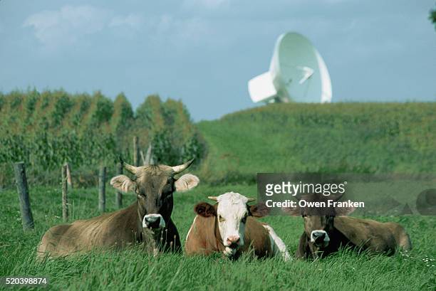 three cows sitting in grass field with satellite dish in background - raisting stock-fotos und bilder
