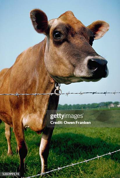 jersey cow by barbed wire - jersey cattle stock pictures, royalty-free photos & images