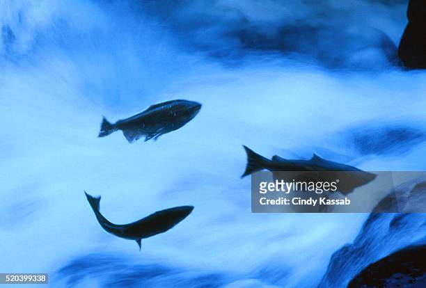 salmon jumping up river - salmon jumping stockfoto's en -beelden