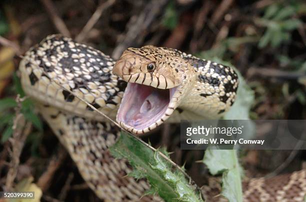 bull snake showing defensive behavior - bull snake stockfoto's en -beelden