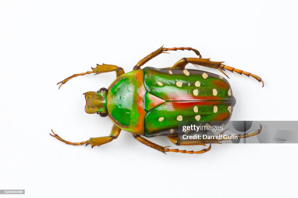 Flower beetle Stephanorrhina guttata top view