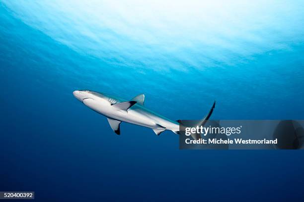 grey reef shark (carcharhinus amblyrhynchos), yap, micronesia. - gray reef shark stock pictures, royalty-free photos & images