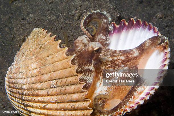 Octopus In Shell Armor Shell Photos and Premium High Res Pictures - Getty Images