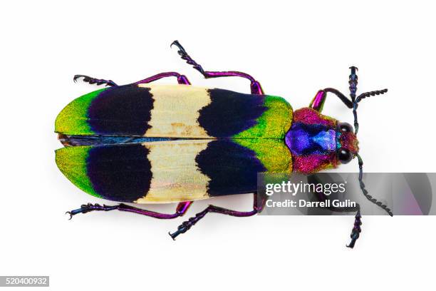 jewel beetle from thailand chrysochroa corbetti top view - inseto imagens e fotografias de stock