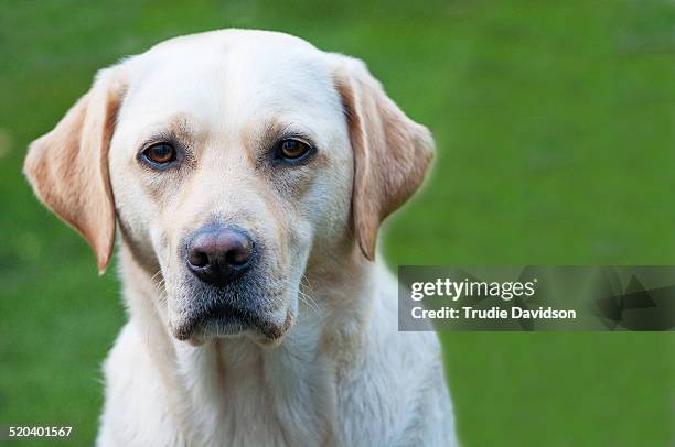 Yellow Lab Face Photos and Premium High Res Pictures - Getty Images