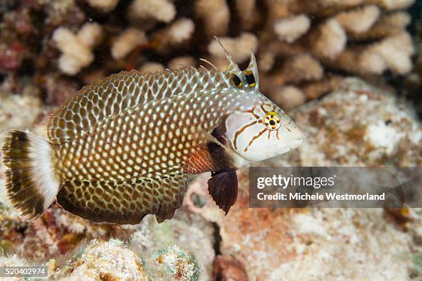 reindeer wrasse - lábrido fotografías e imágenes de stock