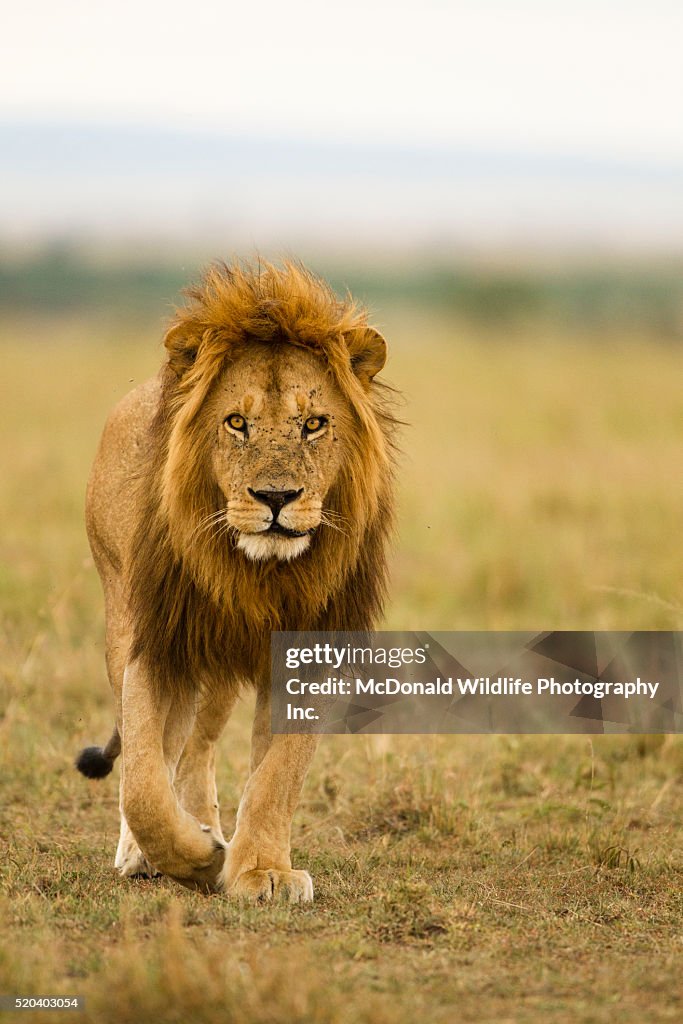 African Lion Walking in the Mara