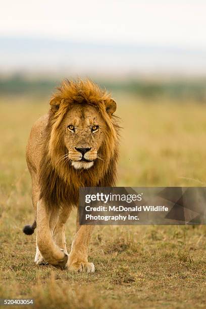african lion walking in the mara - leeuw grote kat stockfoto's en -beelden
