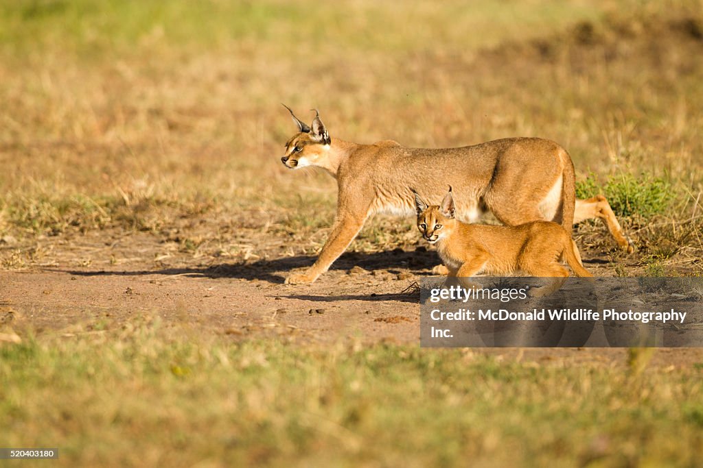 Caracal with Kitten in the Lower Mara